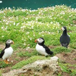 Puffins on Skomer Island
