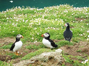 Puffins on Skomer Island