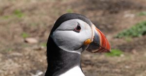 Skomer Island Pembrokeshire