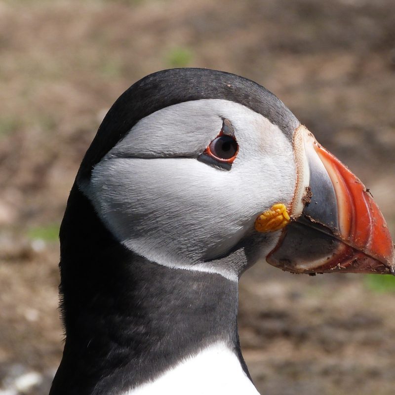Puffin on Skomer