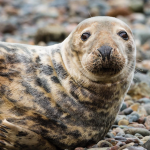 Seal Pup Spotting