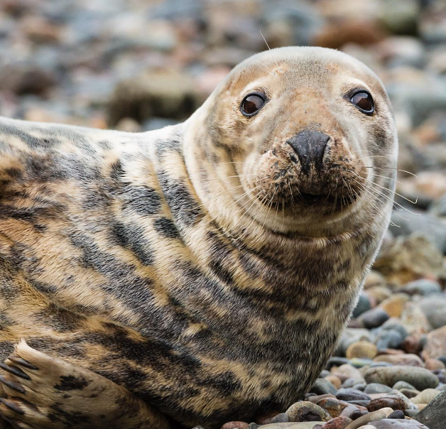 Seal Pup Spotting