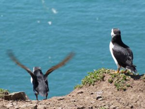 Skomer Puffin
