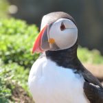 Skomer Puffin