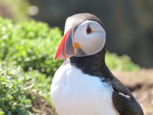 Skomer Puffin