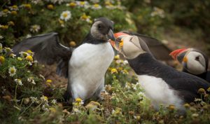 Puffling feeding on Skomer
