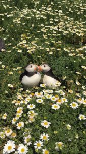 No more Queuing for tickets to visit Skomer
