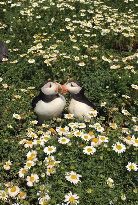No more Queuing for tickets to visit Skomer