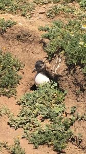 Skomer Puffling
