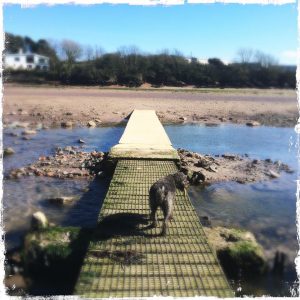 Ollie trying the new stepping stones