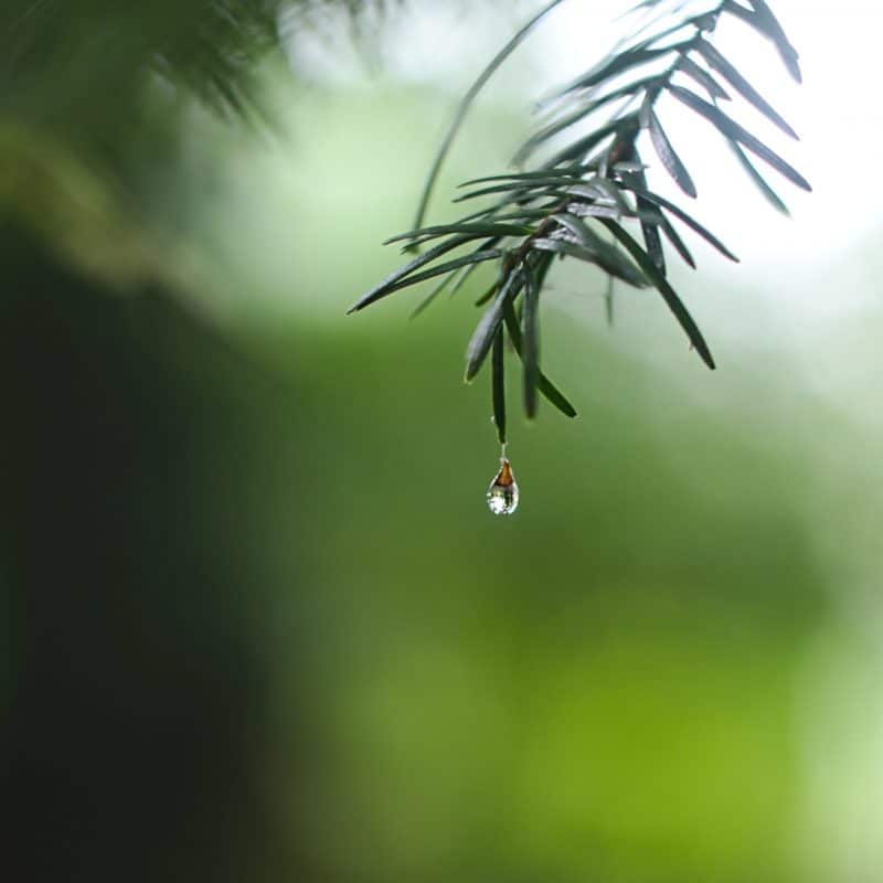 Rain image