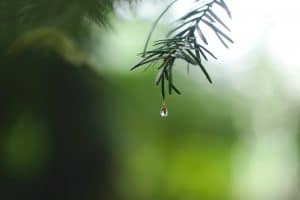 Rain drops on green branch