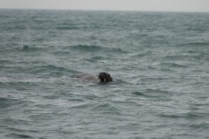 Walrus in Pembrokeshire