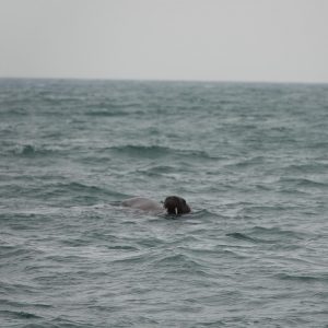 Walrus in Pembrokeshire